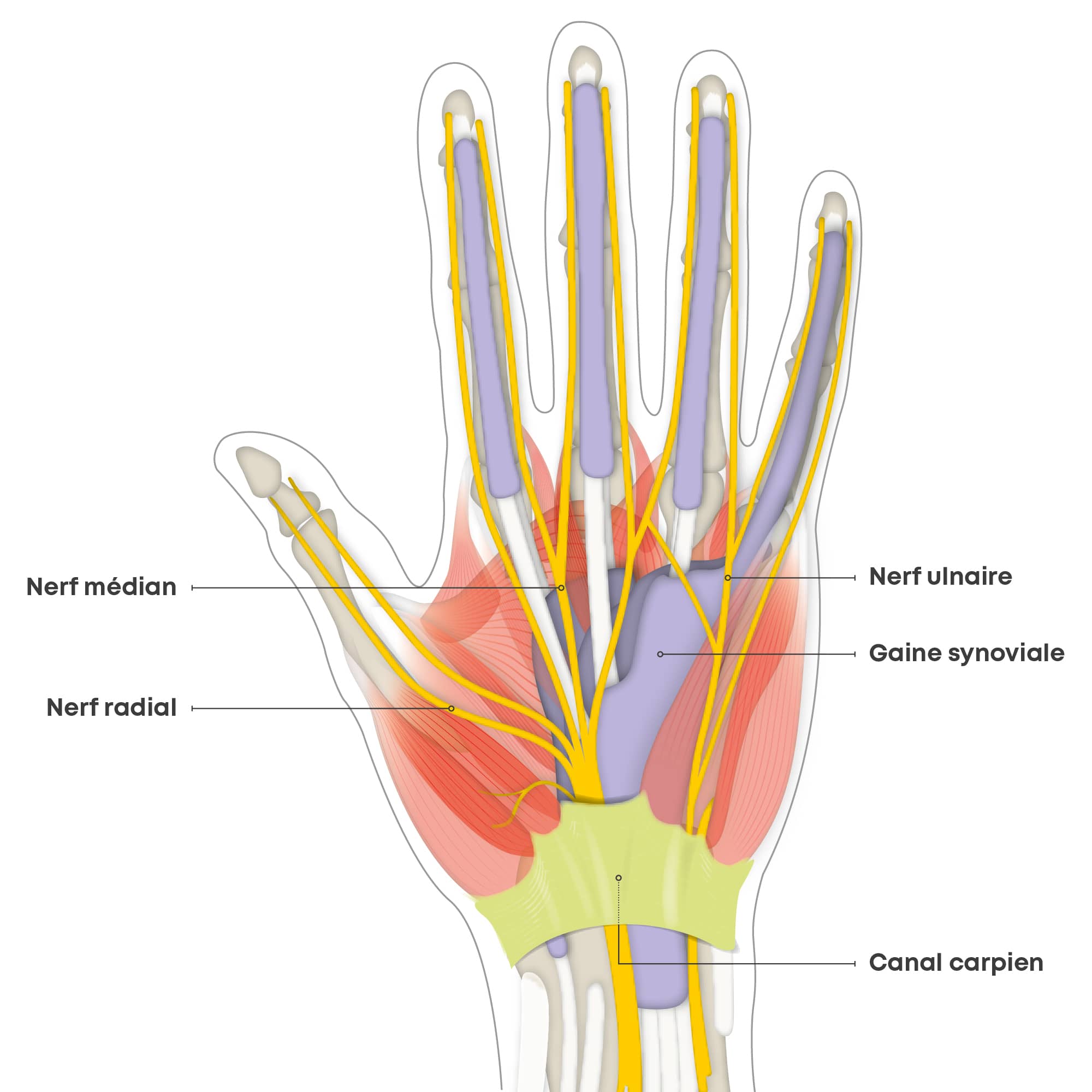 Illustration anatomique de la main et du canal carpien