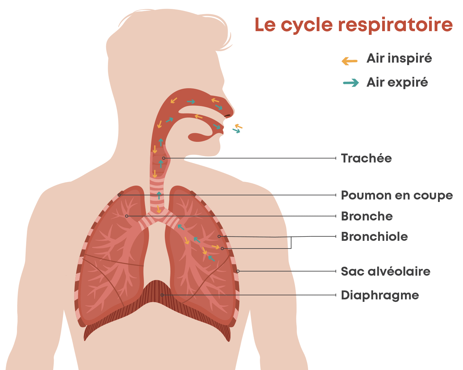 schéma anatomique du cycle respiratoire