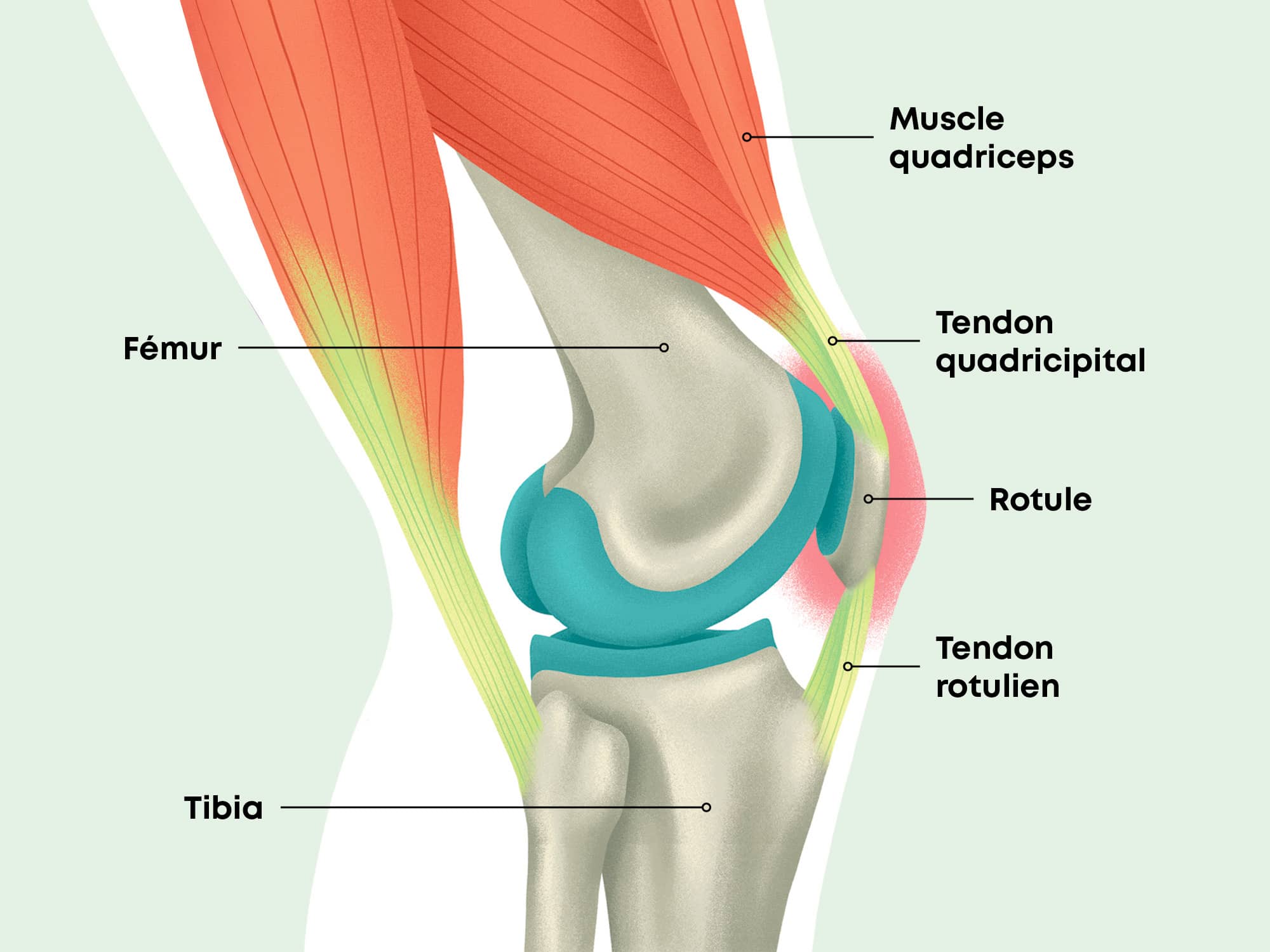 Illustration anatomique en vue latérale du genou montrant os, muscles et tendon rotulien pour comprendre le genou du sauteur ou tendinopathie rotulienne